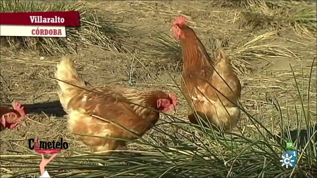 cometelo en ecologica los pedroches